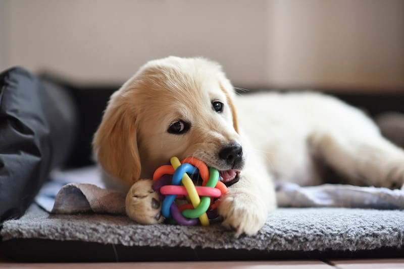 Find anlternative toys for your dog