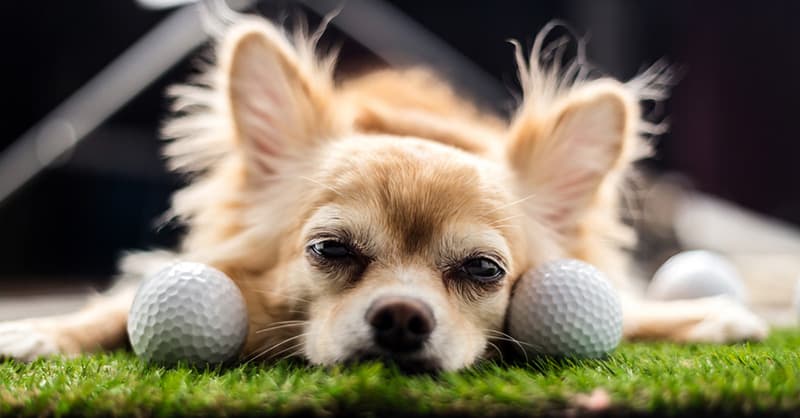 Golf balls can harm dogs’ health