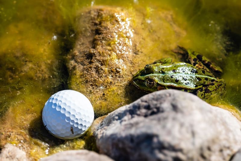 Golf balls can harm the water environment