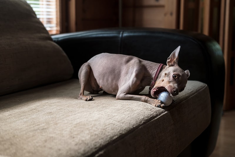 Watch your dog if he plays with golf balls